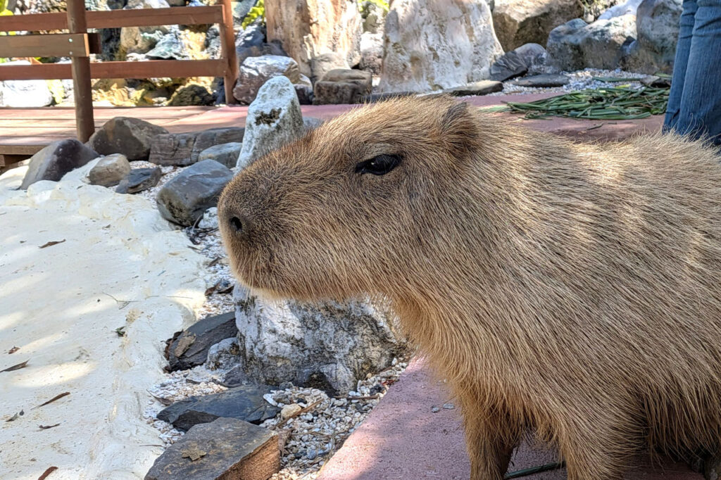 東南植物楽園のカピバラ
