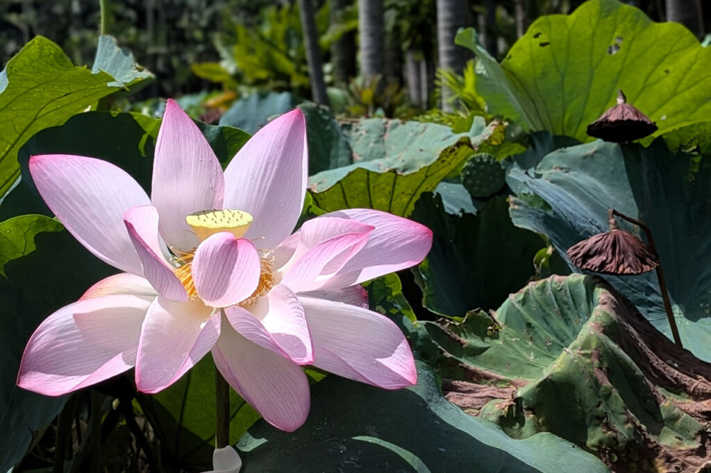 東南植物楽園の蓮の花